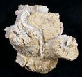 Fossil Coral Colony (Thecosmilia) - Jurassic #9662-1